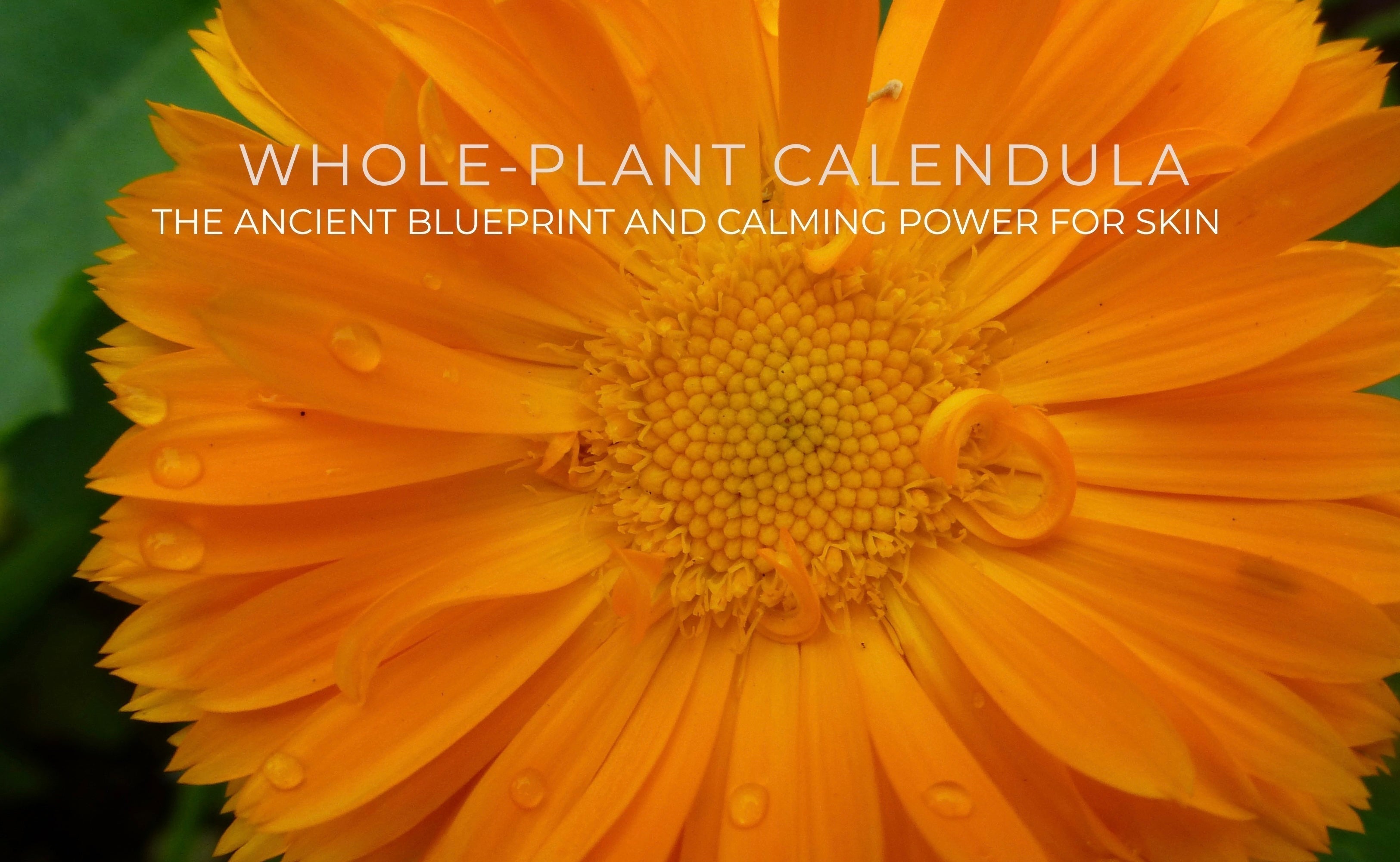 Whole-Plant Calendula: The Ancient Blueprint And Calming Power For Skin