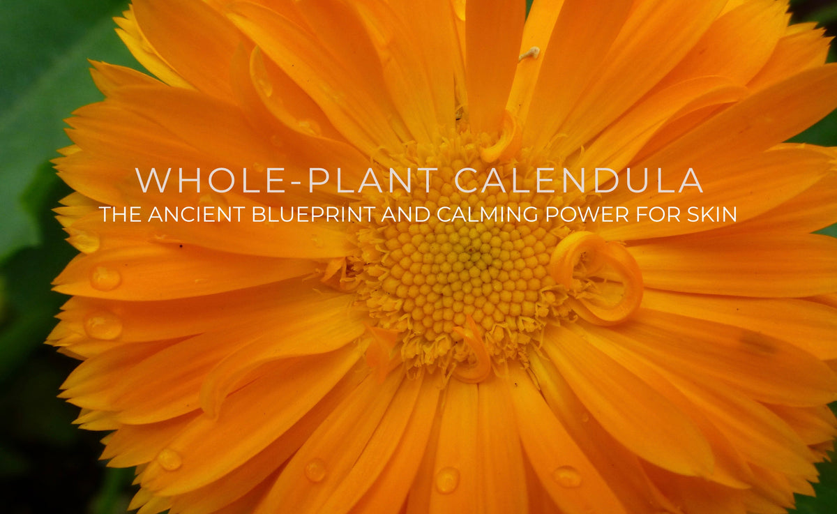 Whole-Plant Calendula: The Ancient Blueprint And Calming Power For Skin