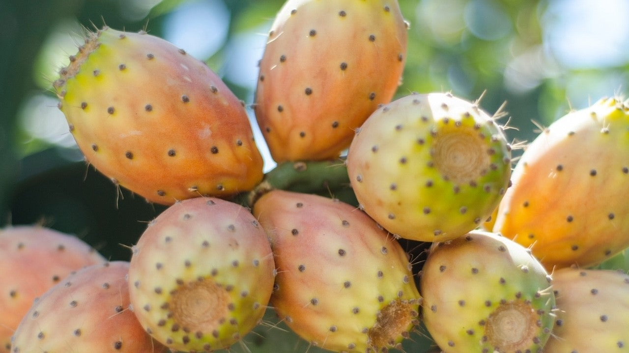 Discover The Skin Benefits of Prickly Pear